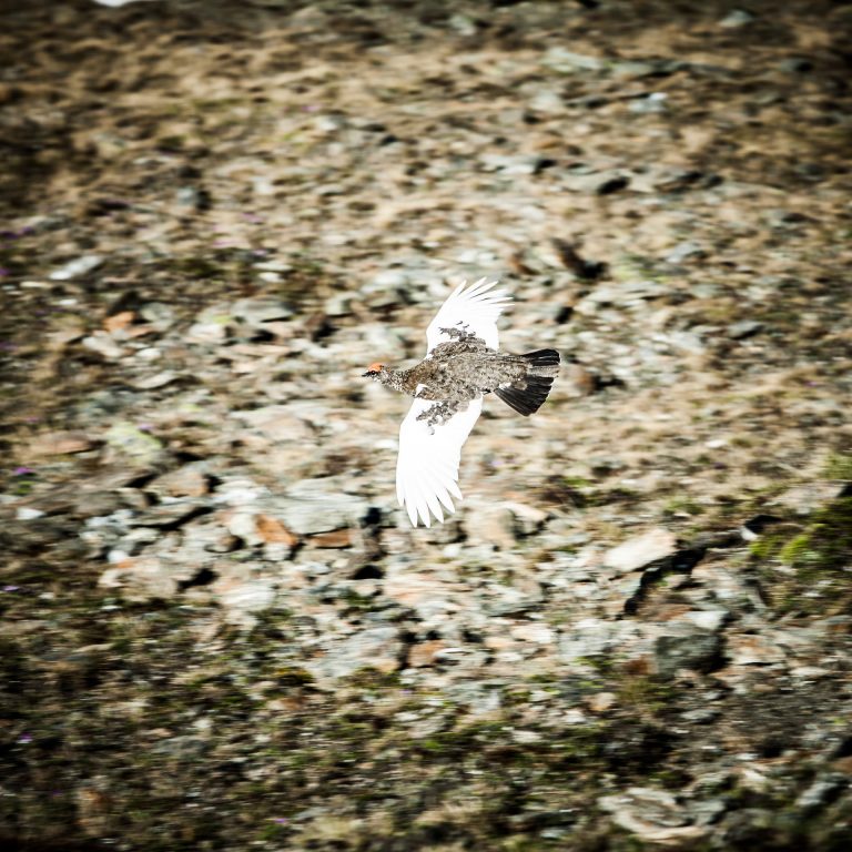 20140608-Buchebner-1-50-_MG_3014