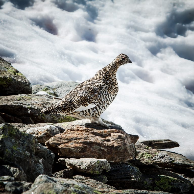 20140608-Buchebner-1-50-_MG_3022