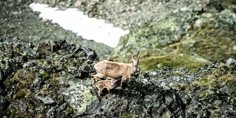 20140704-Buchebner-1-50-_MG_4867